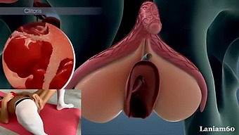 Anatomy And Biology Of Female Orgasm